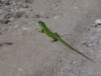 Lacerta trilineata
