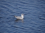 Larus ridibundus