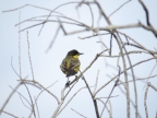 Motacilla flava