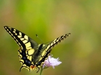 Papilio machaon