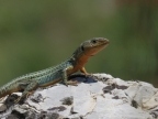 Podarcis peloponnesiacus