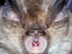 Rhinolophus blasii