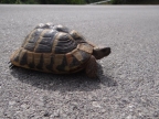 Testudo hermanni