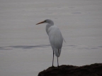Ardea alba