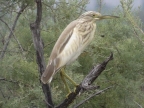 Ardeola ralloides