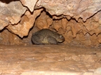 Bufo bufo
