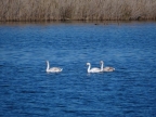 Cygnus olor