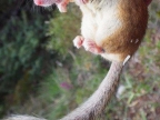 Dryomys nitedula