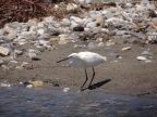 Egretta garzetta