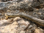 Elaphe quatuorlineata