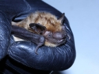 Eptesicus serotinus