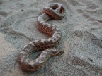 Eryx jaculus