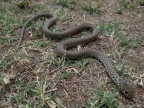 Hierophis gemonensis