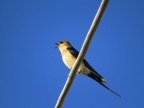 Hirundo daurica