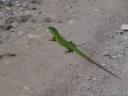 Lacerta trilineata