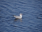 Larus ridibundus