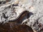 Malacosoma Neustria