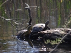 Mauremys rivulata-Emys orbicularis
