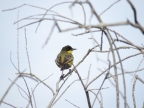 Motacilla flava