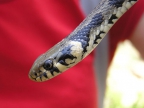 Νatrix natrix
