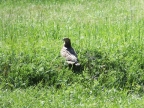 Pernis Apivorus