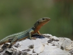 Podarcis peloponnesiacus