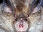 Rhinolophus blasii