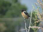 Saxicola torquata