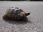 Testudo hermanni