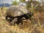 Testudo marginata