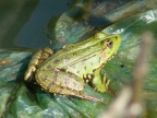 Pelophylax kurtmuelleri