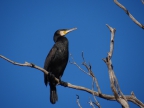 Phalacrocorax carbo