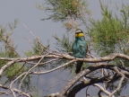 Merops apiaster