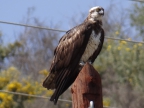 Pandion haliaetus