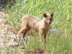 Canis aureus