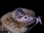 yctalus lasiopterus