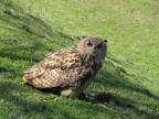 Bubo bubo Bubo bubo