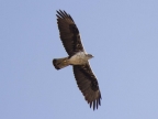 Hieraaetus fasciatus Hieraaetus fasciatus