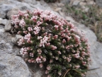 Asperula malevonensis