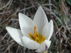 Crocus biflorus ssp. melantherus