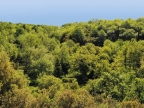 Quercus conferta (frainetto)