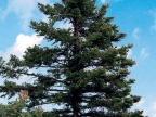 Abies cephalonica