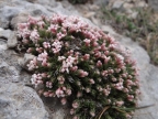 Asperula malevonensis