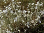 Cerastium candidissimum