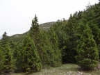 Juniperus drupacea
