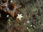 Minuartia parnonia