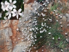 Petrorhagia grandiflora