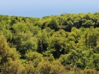 Quercus conferta (frainetto)