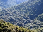 Quercus ilex