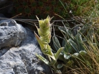 Sideritis clandestina ssp. clandestina